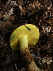 Butyriboletus appendiculatus