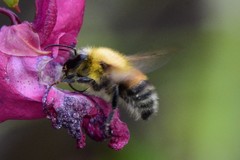 Bombus consobrinus