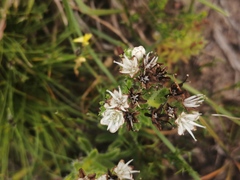 Lobostemon capitatus