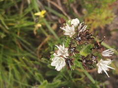 Lobostemon capitatus