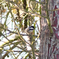 Periparus ater