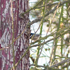 Periparus ater