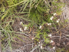 Lobostemon capitatus