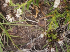 Lobostemon capitatus