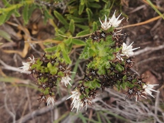 Lobostemon capitatus