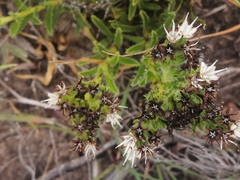 Lobostemon capitatus