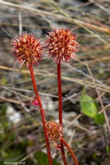 Acaena saccaticupula