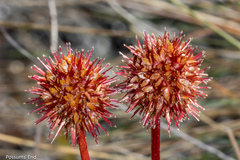 Acaena saccaticupula