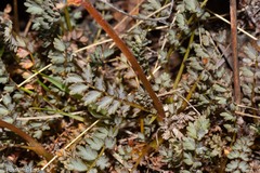 Acaena saccaticupula