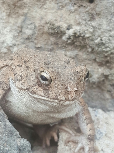 Hallowell's Toad