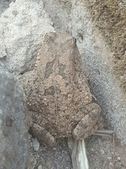 Sclerophrys maculata