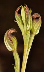 Pterostylis furva