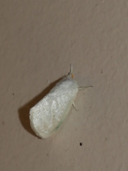 Euzora collucens
