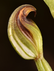 Pterostylis furva