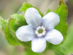 Bothriospermum secundum