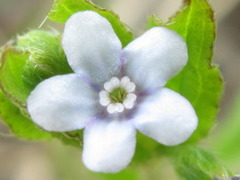 Bothriospermum secundum