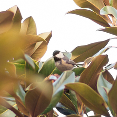 Periparus ater