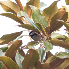 Periparus ater