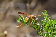 Polistes flavus