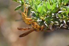 Polistes flavus