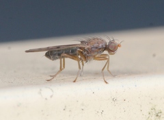 Opomyza florum