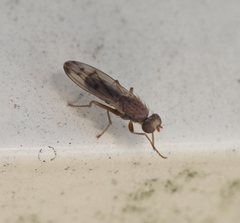 Opomyza florum