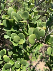 Eugenia capensis capensis