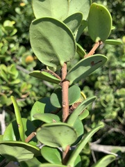 Eugenia capensis capensis