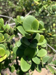 Eugenia capensis capensis