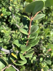 Eugenia capensis capensis