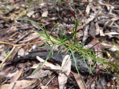 Image of Cheiranthera linearis by (c) Kiri Bee, some rights reserved (CC BY)