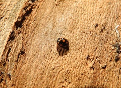 Coccinula sinuatomarginata