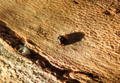 Coccinula sinuatomarginata