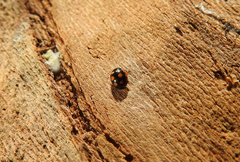 Coccinula sinuatomarginata