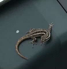 Lygodactylus capensis