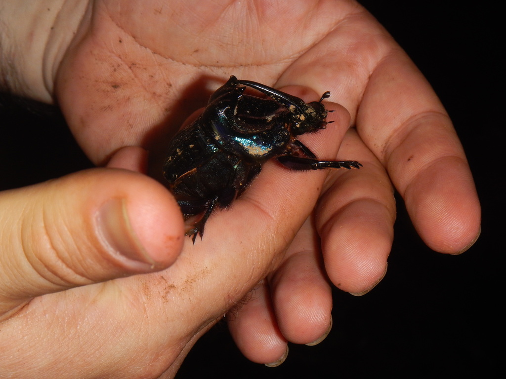 Amazonian Purple Scarab