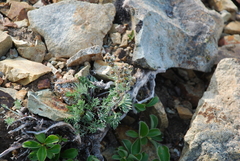 Artemisia furcata