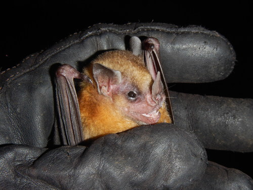 Tilda's Yellow-shouldered Bat