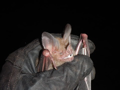 Trachops cirrhosus