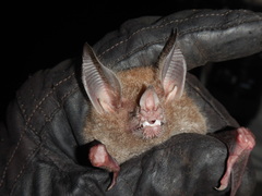 Trachops cirrhosus