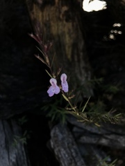 Hedeoma hyssopifolia