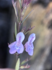 Hedeoma hyssopifolia
