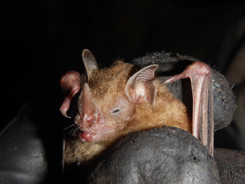 Dwarf Little Fruit Bat