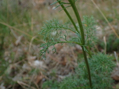 Jacobaea adonidifolia