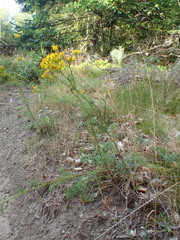 Jacobaea adonidifolia