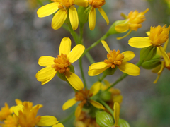 Jacobaea adonidifolia