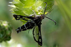 Pyropteron koschwitzi