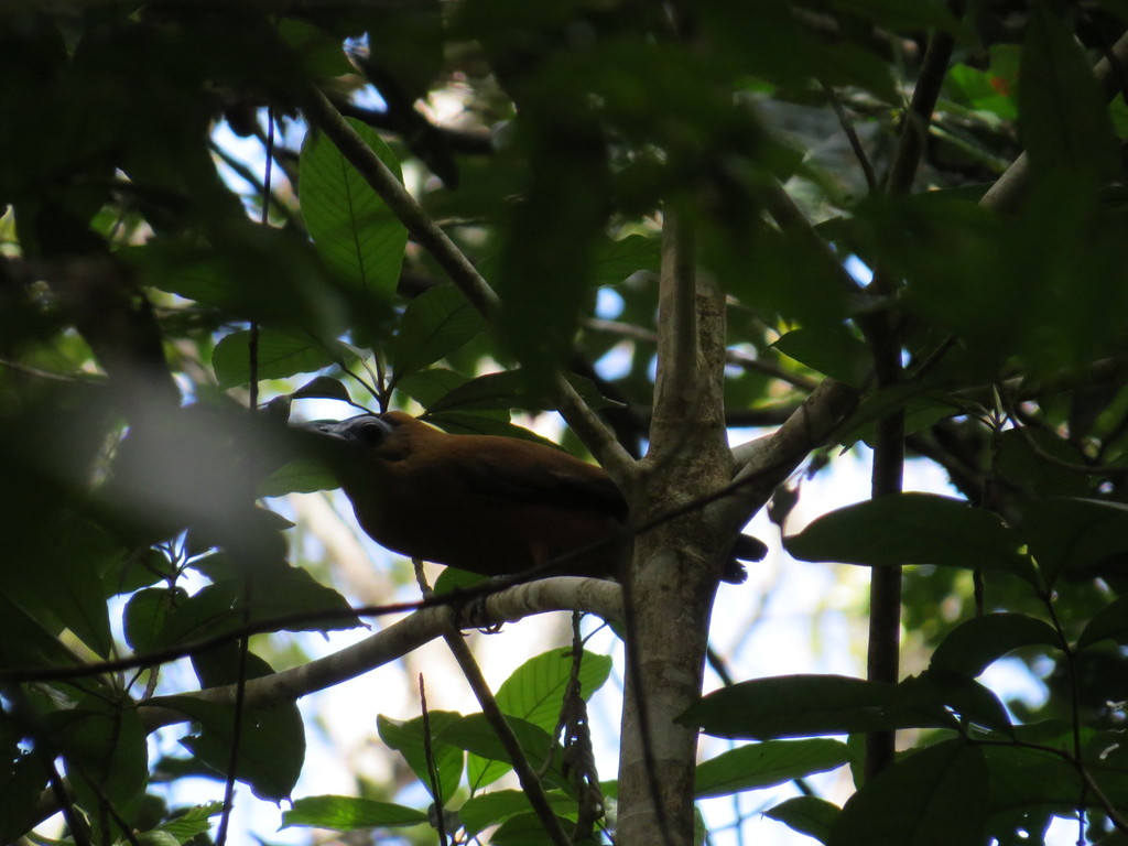 Capuchinbird