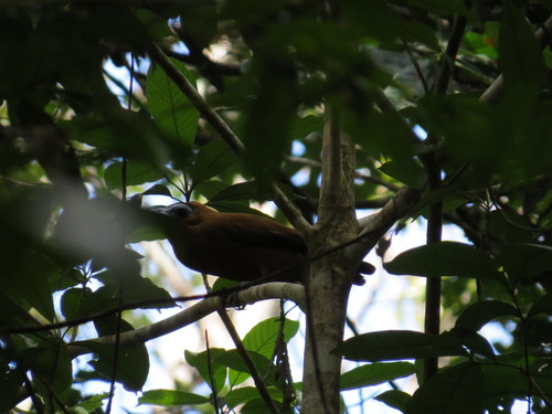 Capuchinbird