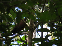 Perissocephalus tricolor